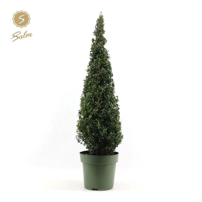 <h4>Ilex crenata Pyramid 100cm P30</h4>