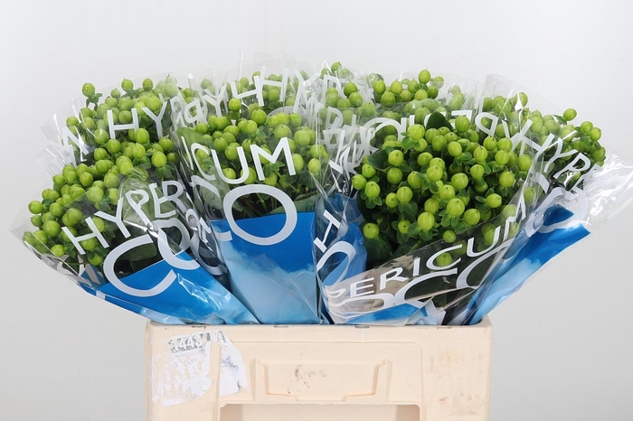 <h4>Hyp Coco Bamboo</h4>