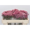 Ozothamnus Booming Pink