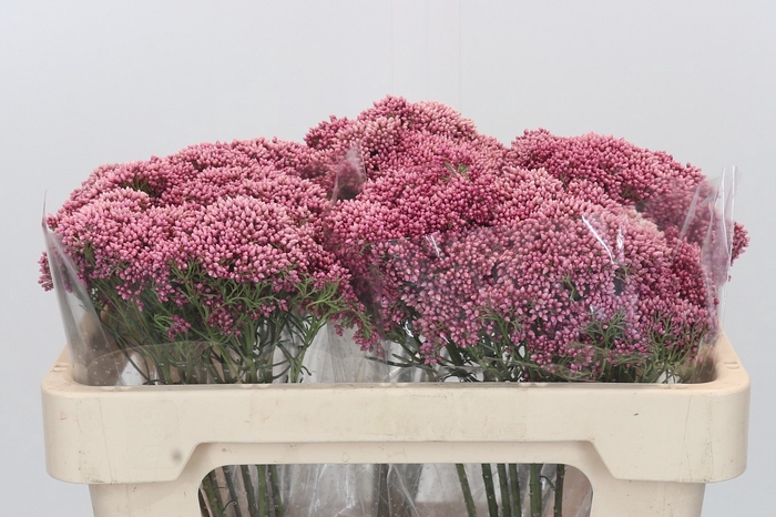 <h4>Ozothamnus Booming Pink</h4>