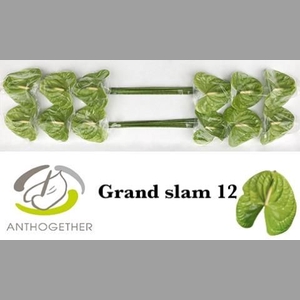 ANTH A GRAND SLAM