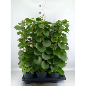 Cissus rotundifolia