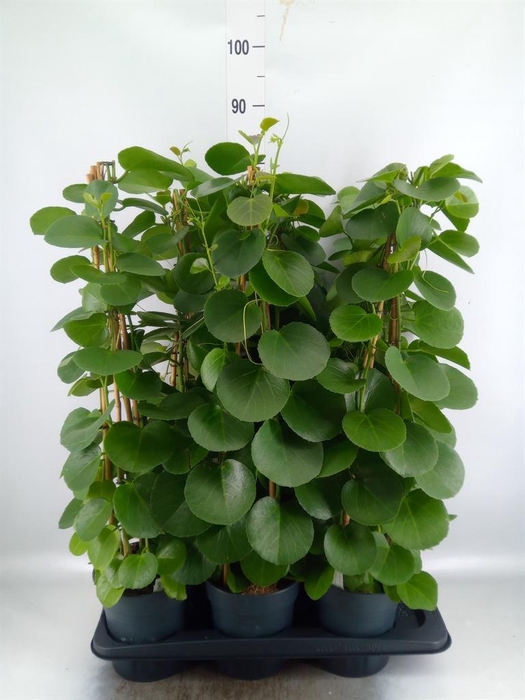 <h4>Cissus rotundifolia</h4>