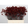 Kangaroo Paw Bush Ruby