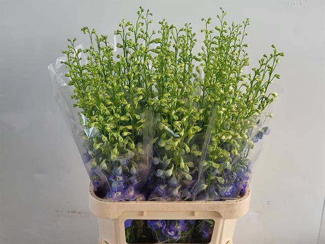 <h4>Delph Aurora Blue EHM Vis</h4>