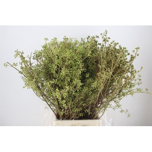 Euca Exotica Berry P Bunch