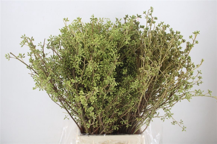 <h4>Euca Exotica Berry P Bunch</h4>