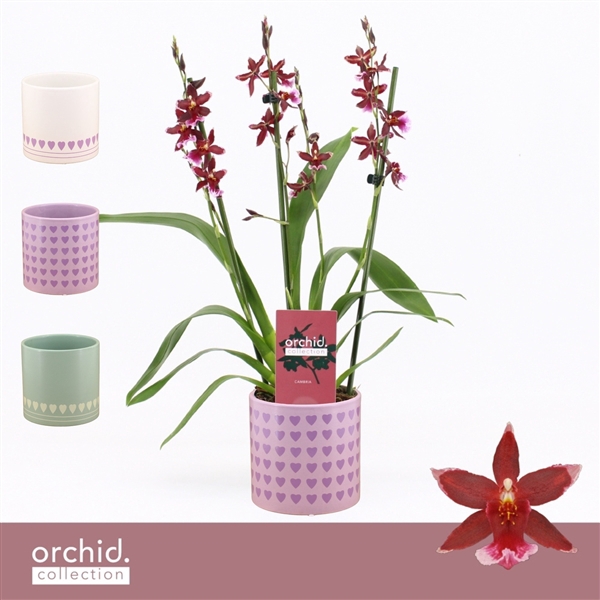 <h4>Barrocco Red, 3/4-spike Compact in Horizon Love 'Orchid Collection'</h4>
