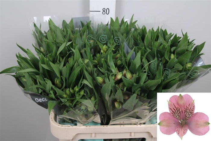 <h4>Alstr Elegance</h4>