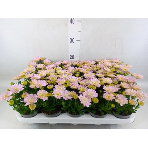 Osteospermum  '3D Pink'