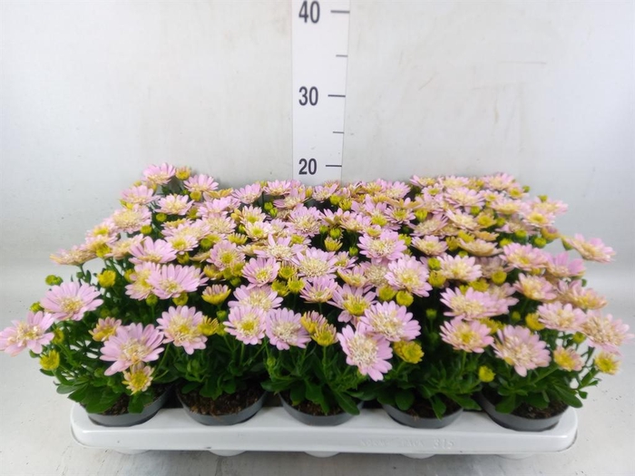 <h4>Osteospermum  '3D Pink'</h4>