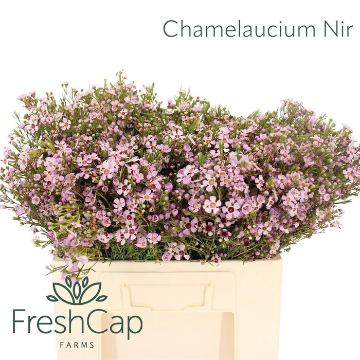 <h4>CHAME UN EARLY NIR</h4>