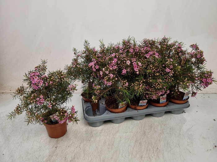 <h4>CHAMEL U OV</h4>