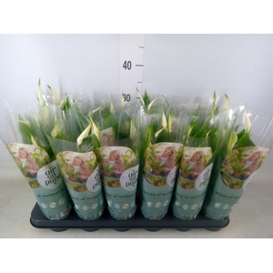 Spathiphyllum  'Pearl Cupido'