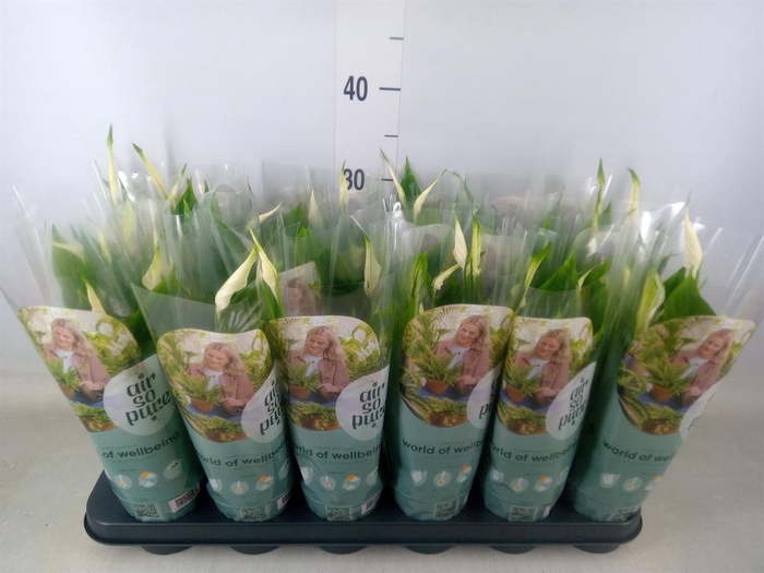 <h4>Spathiphyllum  'Pearl Cupido'</h4>