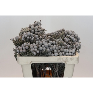 Kaaps Groen Silver Brunia