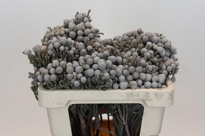 Kaaps Groen Silver Brunia