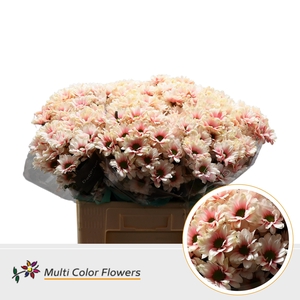 Chr T Kennedy Soft Peach