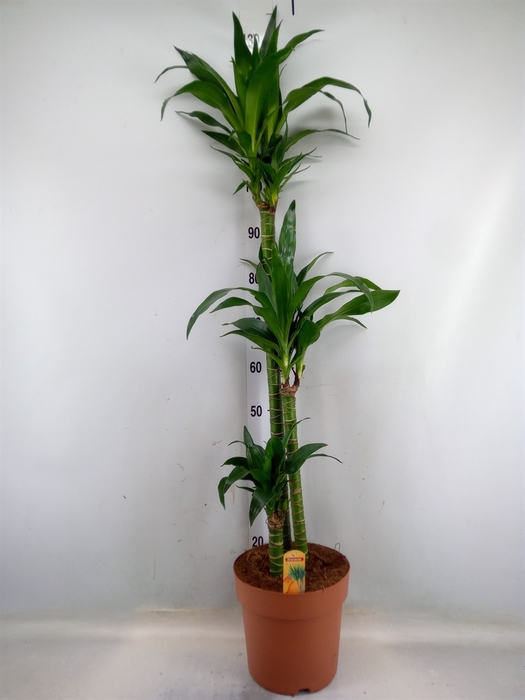 <h4>Dracaena frag.   ...</h4>