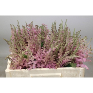 ASTIL C GLITT N GLAM