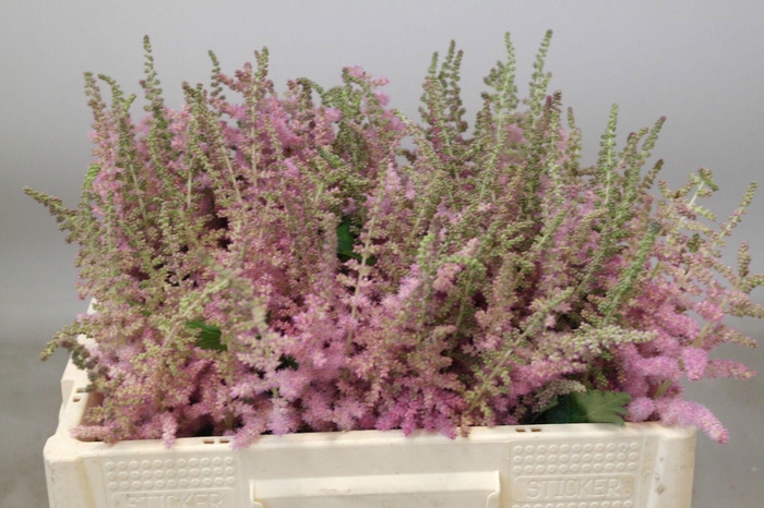 <h4>ASTIL C GLITT N GLAM</h4>