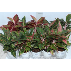 AGLAONEMA VARIADA P12 PREMIUM