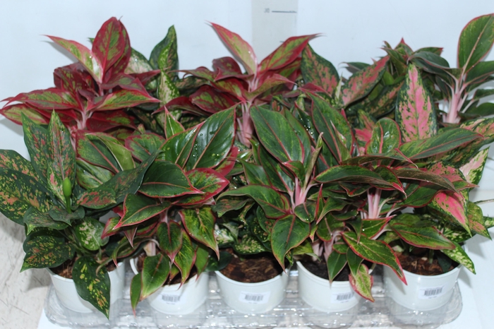 <h4>AGLAONEMA VARIADA P12 PREMIUM</h4>