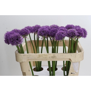 Allium Gladiator