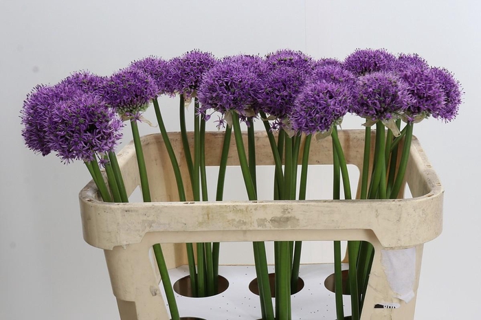 <h4>Allium Gladiator</h4>