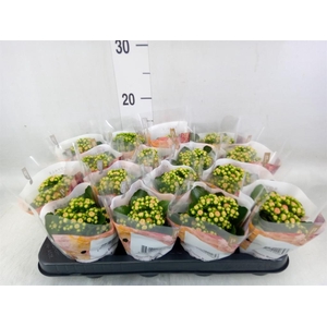 Kalanchoe blos. 'RosDon Alano'