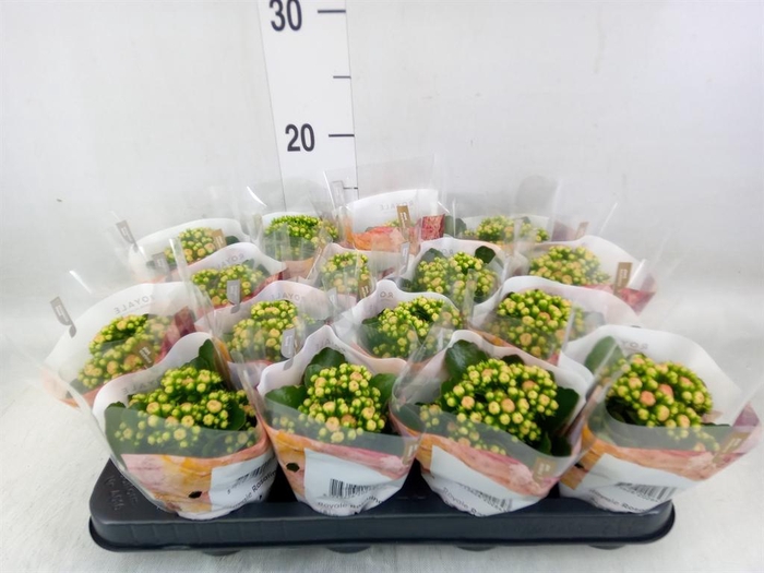 <h4>Kalanchoe blos. 'RosDon Alano'</h4>