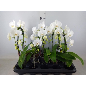 Phalaenopsis   ...white