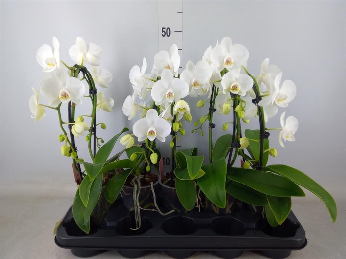 <h4>Phalaenopsis   ...white</h4>