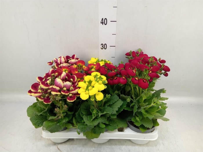 <h4>Calceolaria   ...</h4>