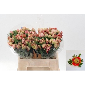 ANEM CO FSTAR STRAWB