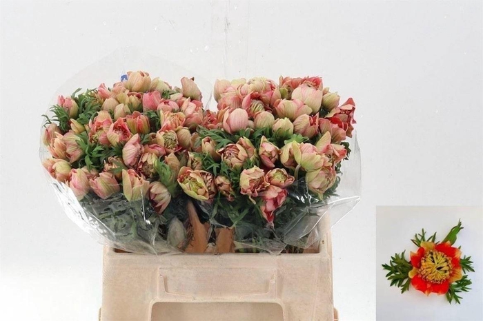 <h4>ANEM CO FSTAR STRAWB</h4>