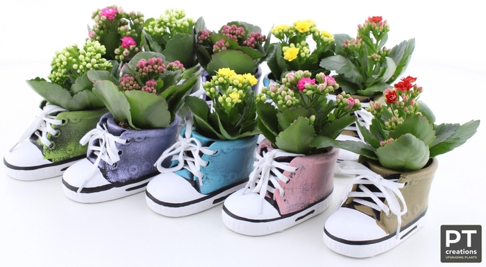 <h4>ARR KALANCHOE</h4>