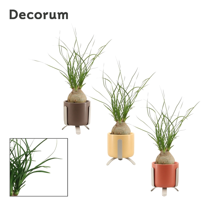 Beaucarnea bol 6 cm in Luca (Nature Love-collection)