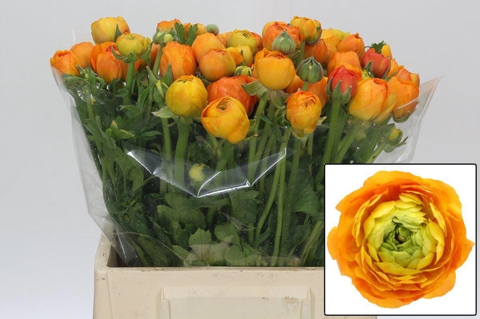 <h4>RAN EL ORANGE</h4>