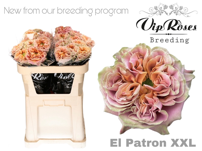 Vip Roses Webshop