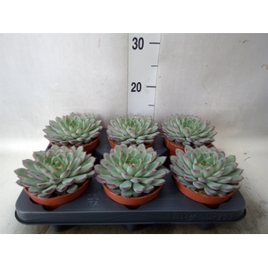 Echeveria pulidonis