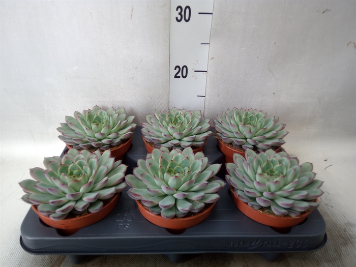 <h4>Echeveria pulidonis</h4>