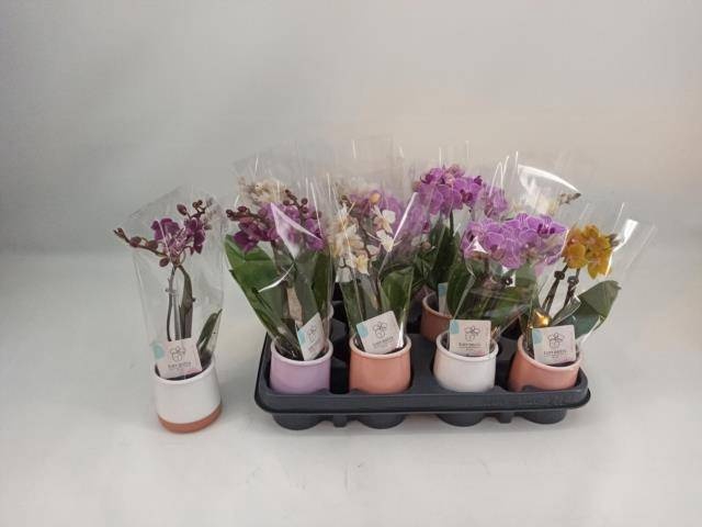 <h4>PHAL MINI</h4>