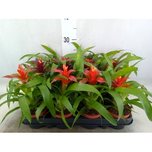 Guzmania   ...mix 3