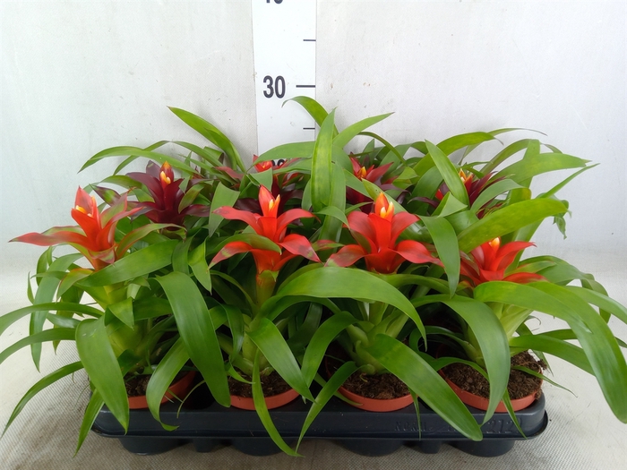 <h4>Guzmania   ...mix 3</h4>