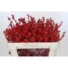 Ilex Rood