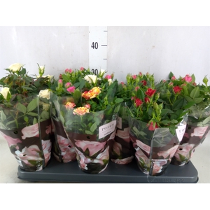 Rosa  'Victory'   ...mix