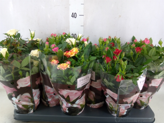 <h4>Rosa  'Victory'   ...mix</h4>
