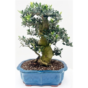 Olea europaea, pot 42cm. Height 65cm. (single item)