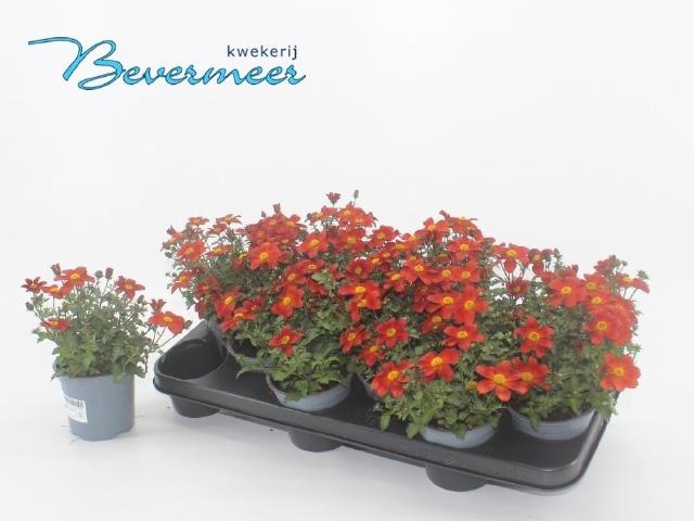 <h4>BID ELDORO RED</h4>